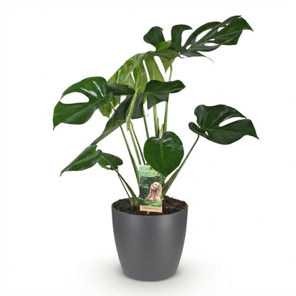 Monstera Deliciosa 70-80cm