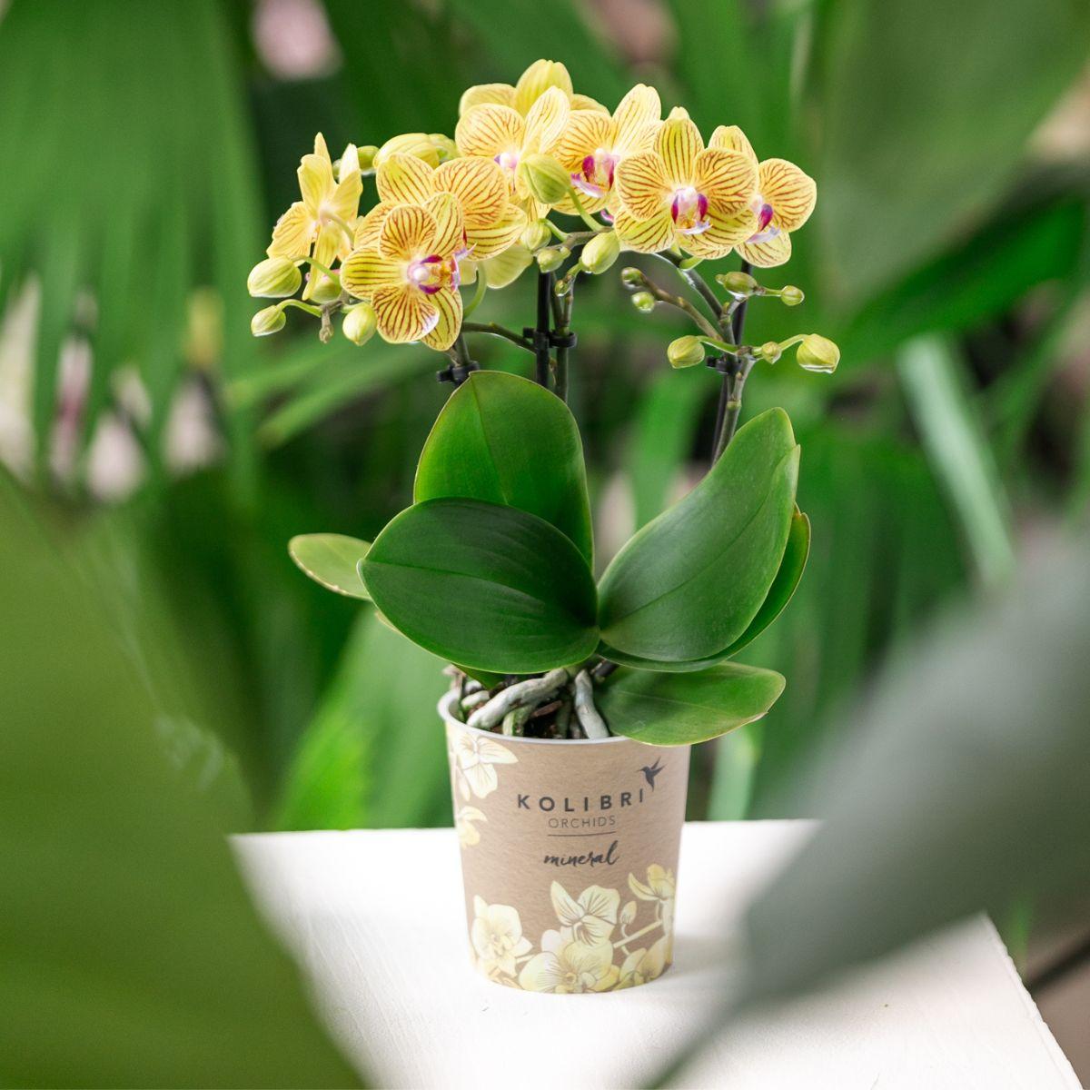 Gele Phalaenopsis