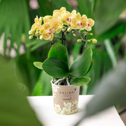 Gele Phalaenopsis