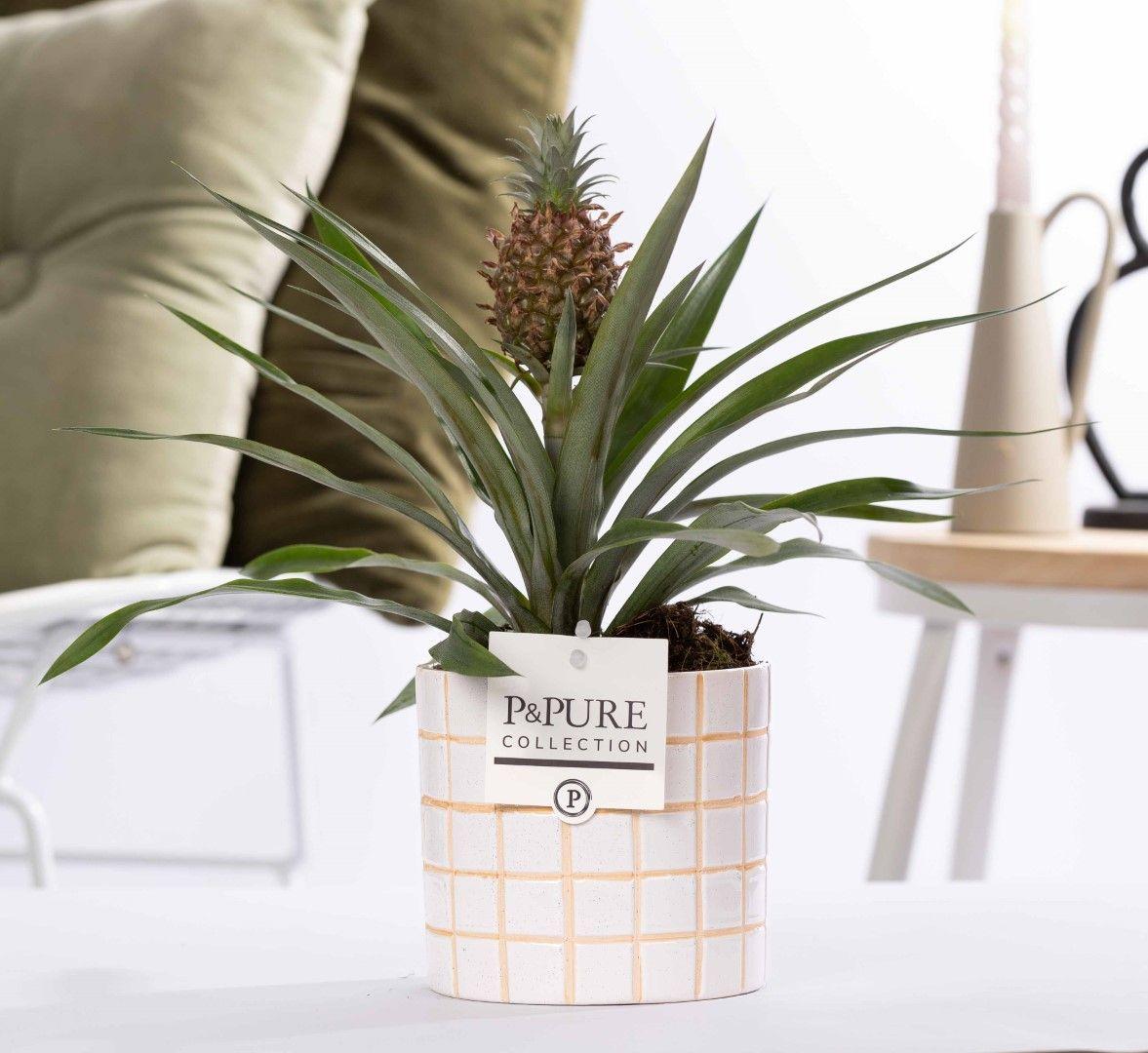 Combo: Ananas Rosita