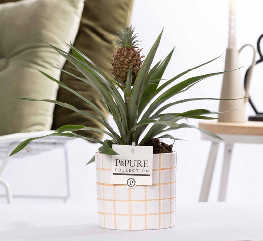 Combo: Ananas Rosita