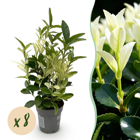 Euonymus japonica Paloma Blanca - Blad Groen en Wit - 8 Planten - 1 Strekkende Meter - Groenblijvend - Pot 9cm Hoogte 30-35cm