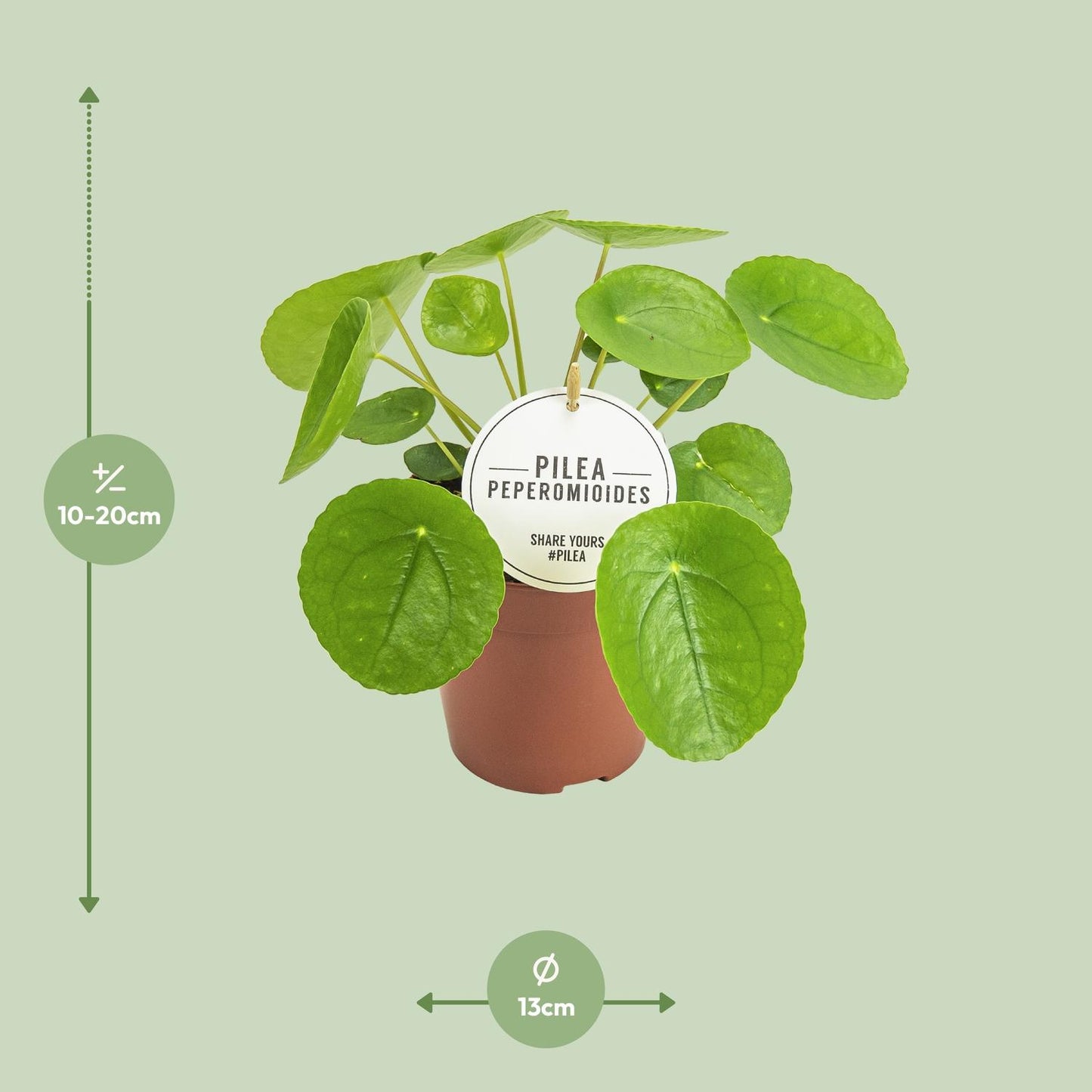 Pilea Peperomioides - Ø13cm - ↕20cm (aluminiumplant)