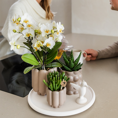 Giftset: Slow Living