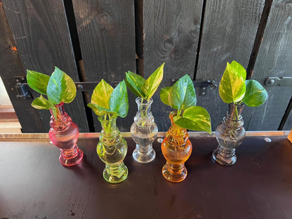 Venice Glass