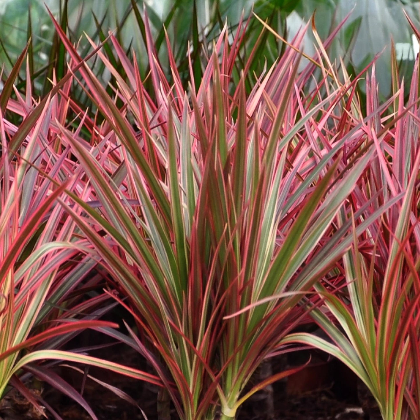 Dracaena Magenta