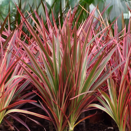 Dracaena Magenta