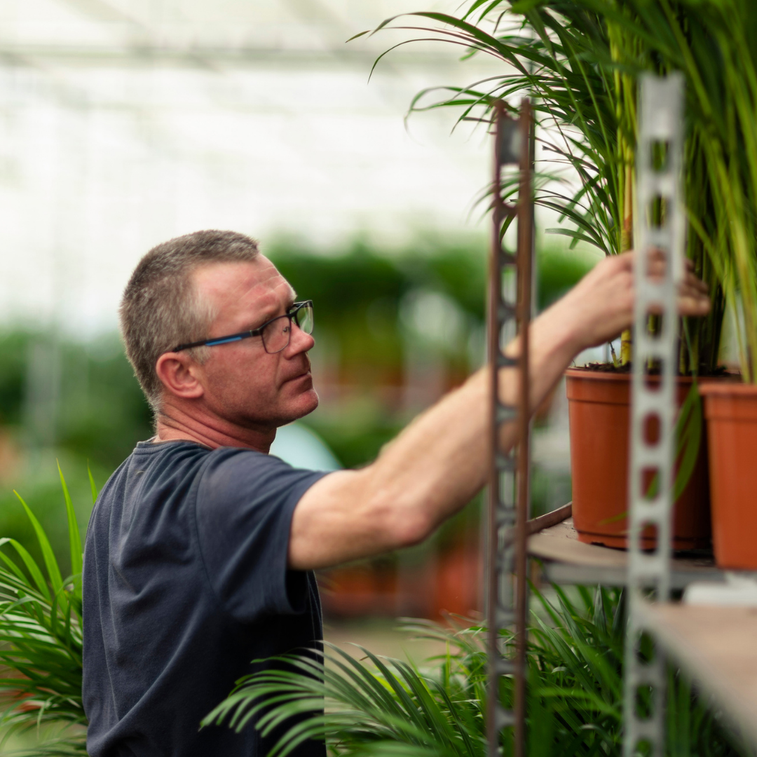 Areca palm