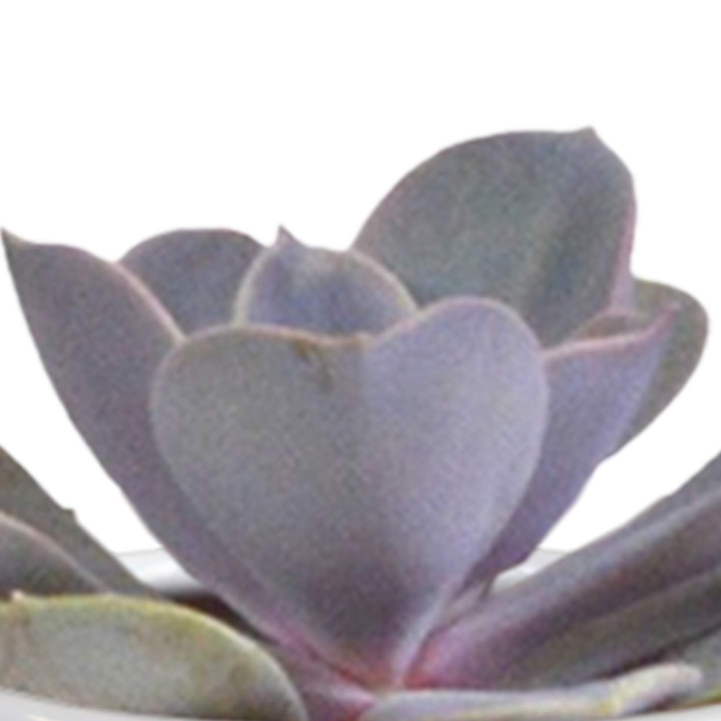 Mix: 15 stuks Cacti en vetplanten 5.5 cm - in witte pot