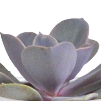 Mix: 15 stuks Cacti en vetplanten 5.5 cm - in witte pot