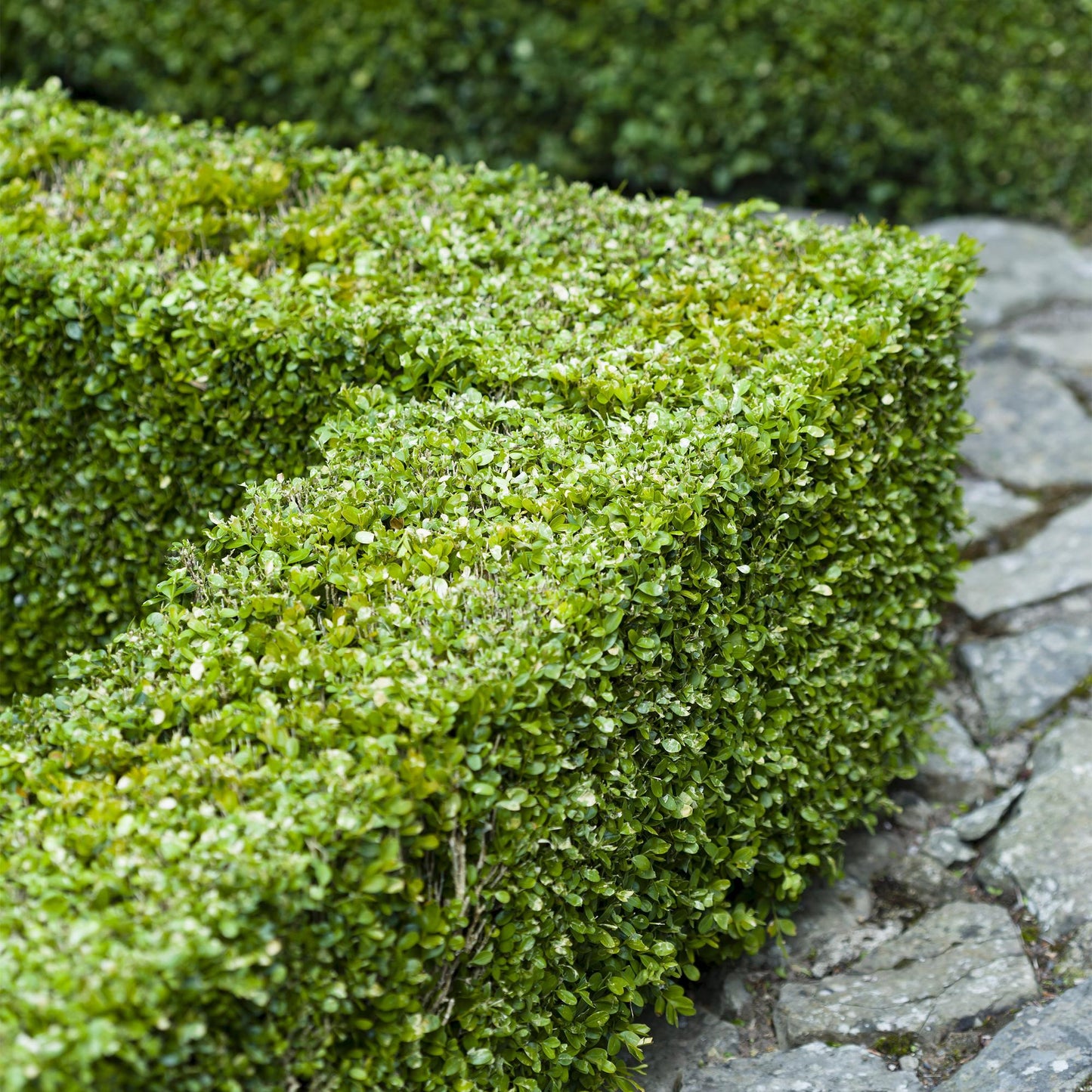 Buxus sempervirens -  blad groen - 6 planten - 1 strekkende meter - groenblijvend - pot 17cm hoogte 45cm
