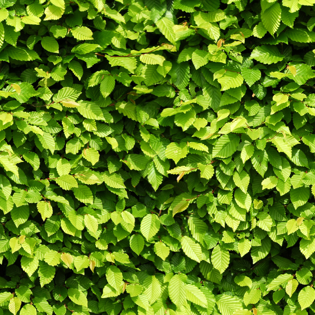 Palletdeal: Carpinus Betulus (50 stuks)