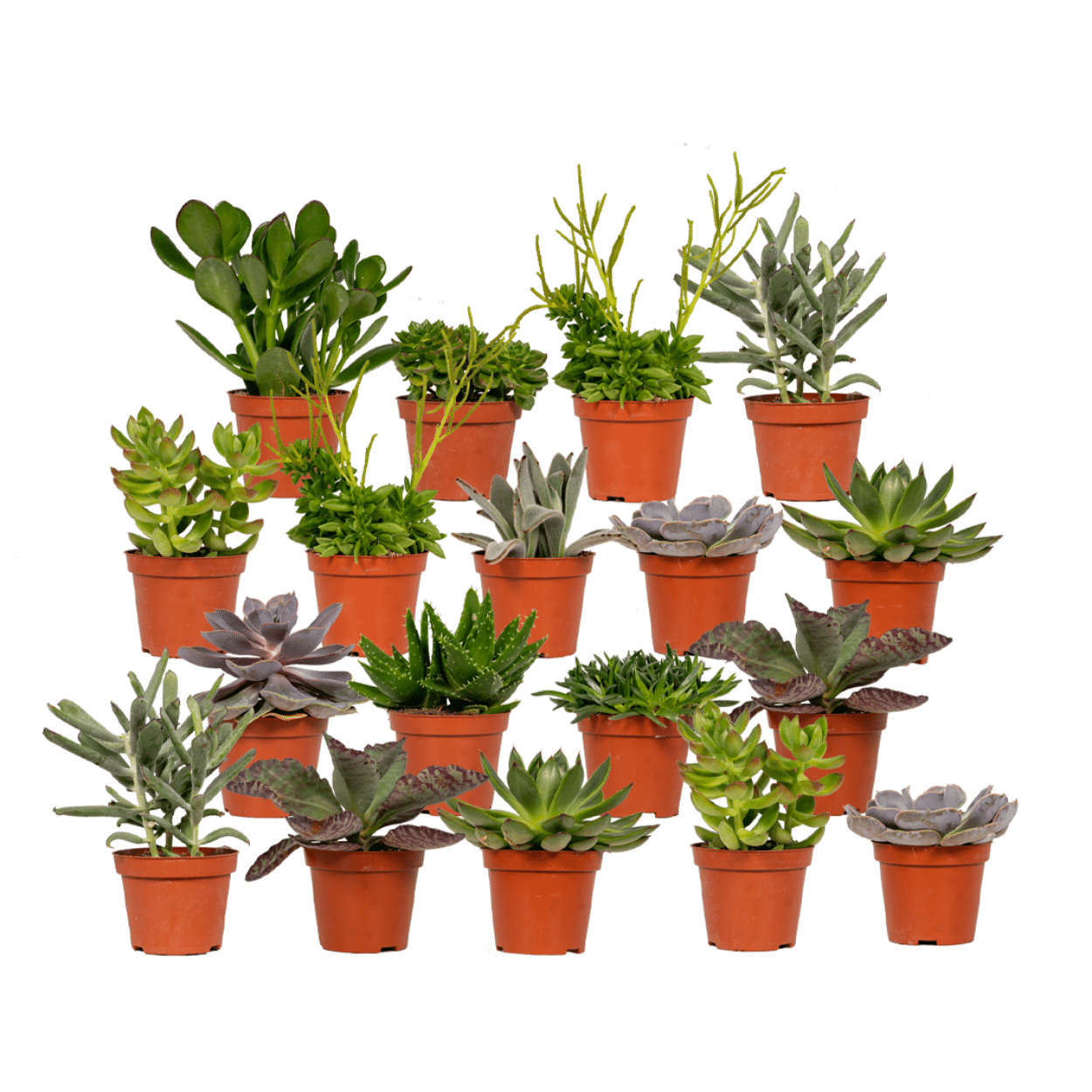 Mix: 18 Succulenten  Ø8,5 10 cm