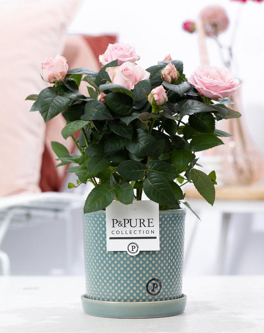 Combo: Rosa Light Pink