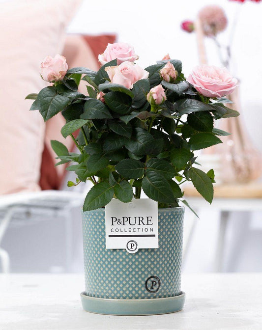 Combo: Rosa Light Pink