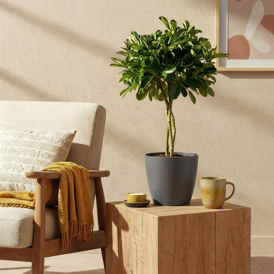 Green boutiQ - Indoor Plants - Schefflera Gold Capella - Dwarf Umbrella Tree - Low Maintenance - Green - Gold - 1 Plant - with Grey Pot - Pot 21cm - Height 70-80cm
