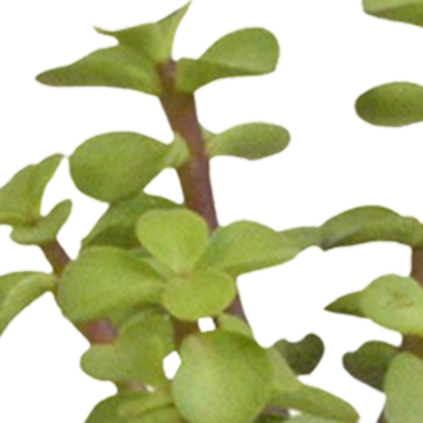 Mix: 15 stuks Cacti en vetplanten 5.5 cm - in witte pot