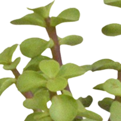 Mix: 15 stuks Cacti en vetplanten 5.5 cm - in witte pot