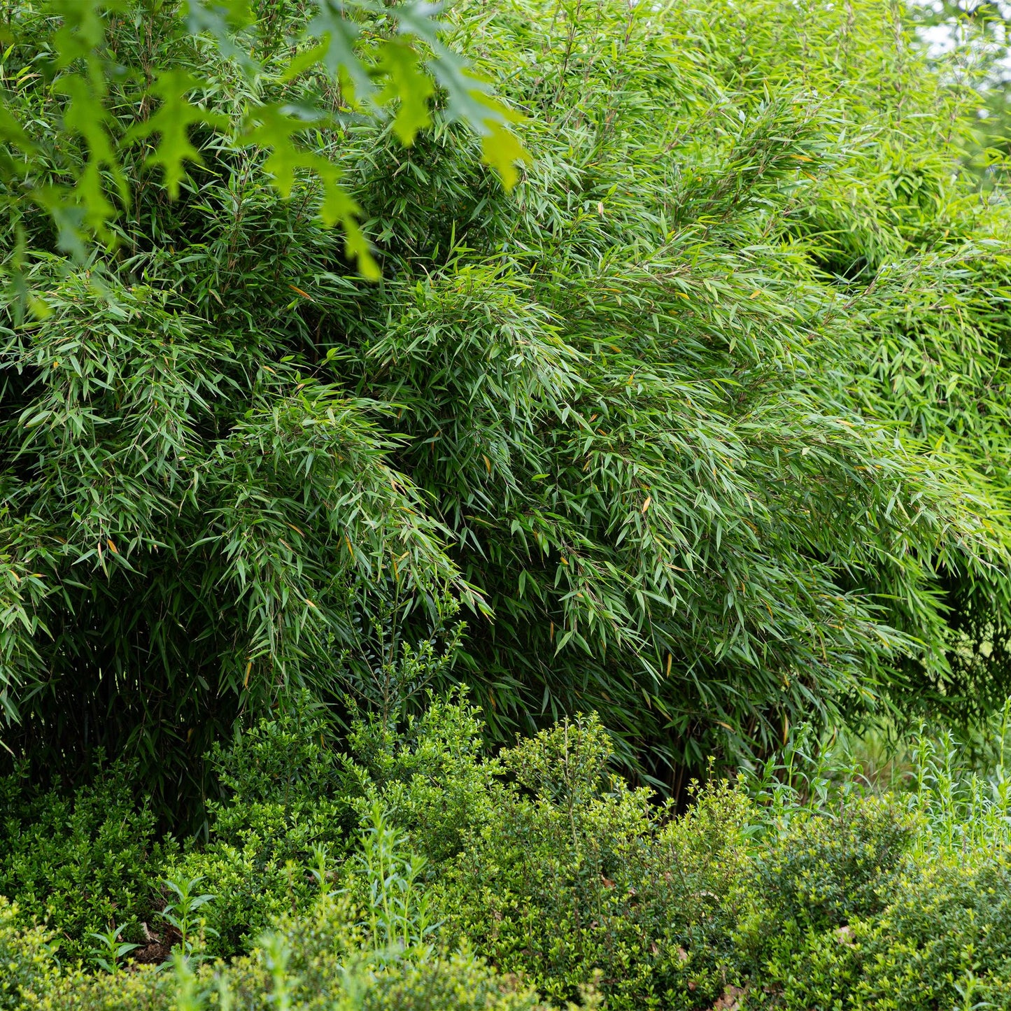 Bamboe: Fargesia Red Dragon (18 Planten)
