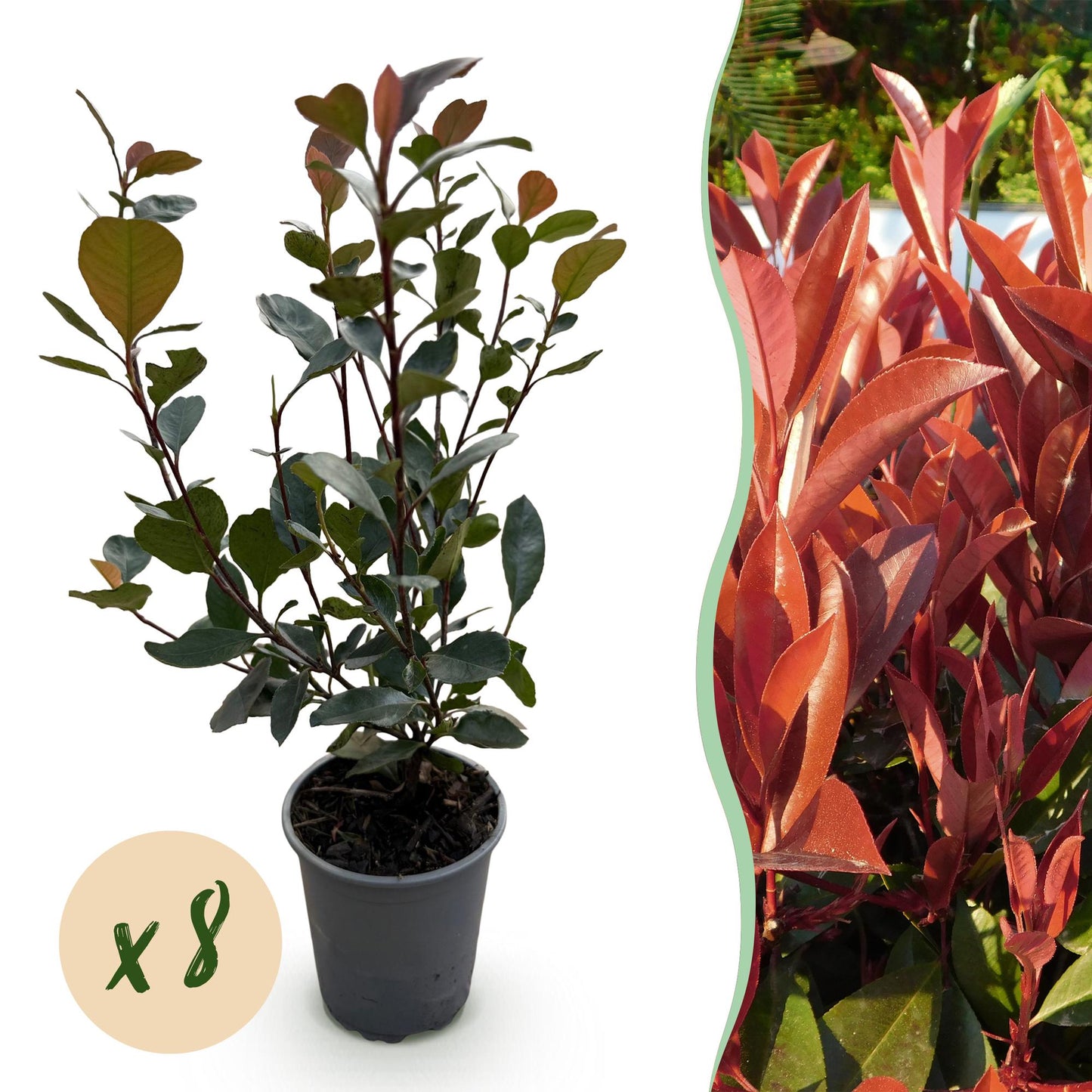 Photinia Little Red Robin - Blad Rood - 8 Planten - 1 Strekkende Meter - Groenblijvend - Pot 9cm Hoogte 30-35cm