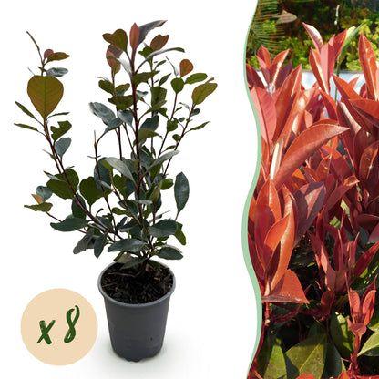 Photinia Little Red Robin - Blad Rood - 8 Planten - 1 Strekkende Meter - Groenblijvend - Pot 9cm Hoogte 30-35cm