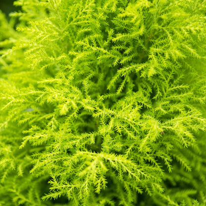 Cupressus Gold Crest Wilmat 85-95cm