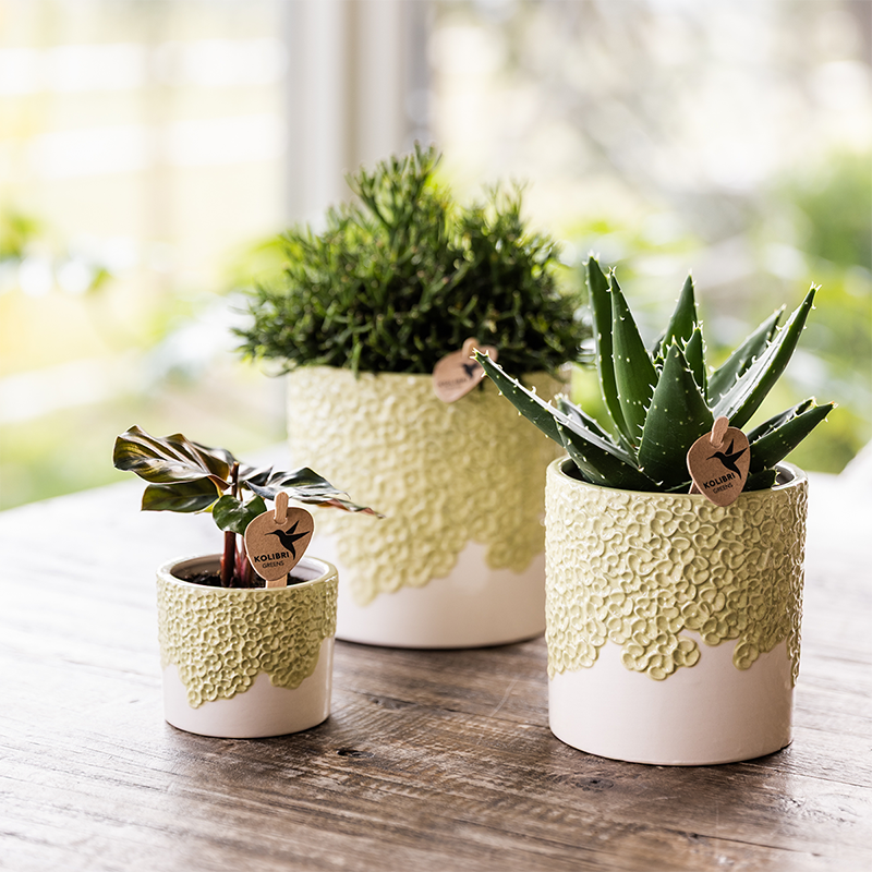 Combo: Kolibri Company | Bloom sierpot groen – set 6 cm + 9 cm + 12 cm
