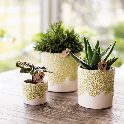 Combo: Kolibri Company | Bloom sierpot groen – set 6 cm + 9 cm + 12 cm