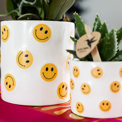 Giftset: Yellow Phalaenopsis Albenga