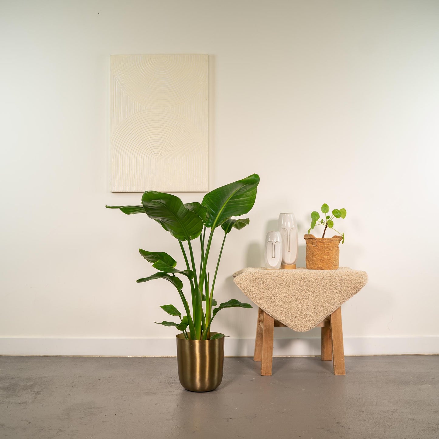 Combo: Strelitzia Nicolai (Mayk Gold)