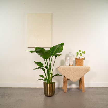 Combo: Strelitzia Nicolai (Mayk Gold)