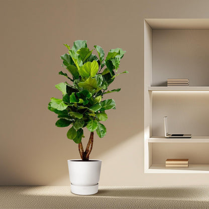 Ficus Lyrata vertakt XL - 200cm - ø34
