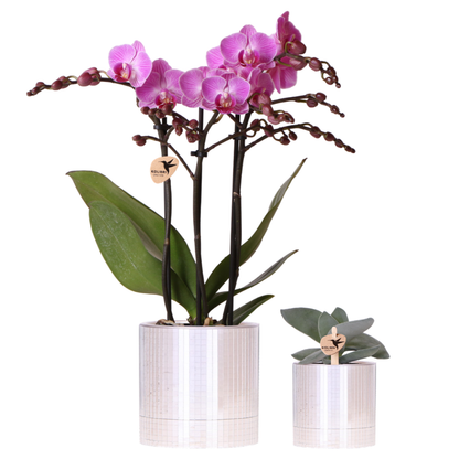 Giftset: Purple Vienna