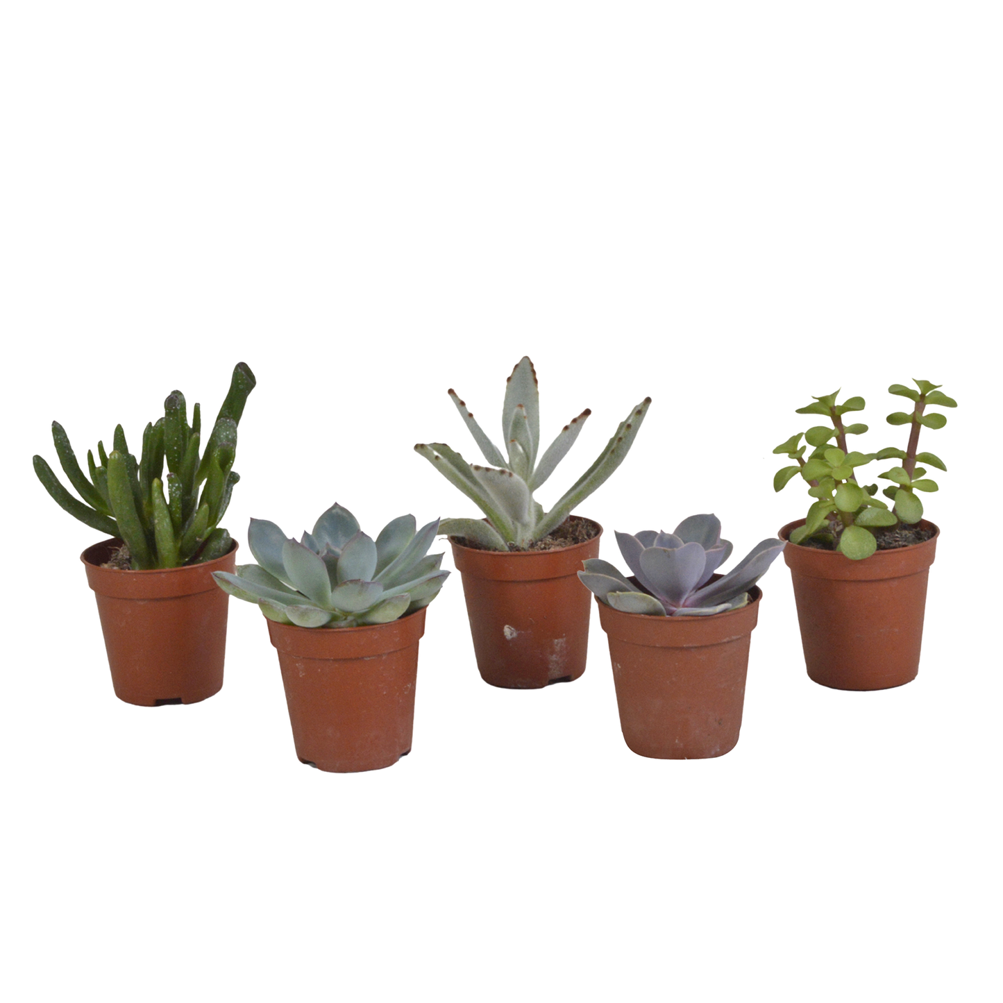 mix: 5 Vetplanten 5.5 cm - 5x - zonder pot