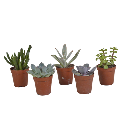 mix: 5 Vetplanten 5.5 cm - 5x - zonder pot