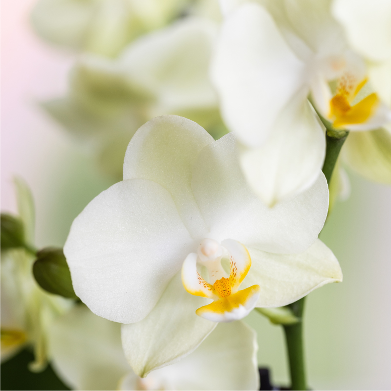 Giftset: Bloom Sand