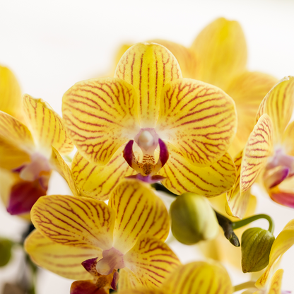 Gele Phalaenopsis