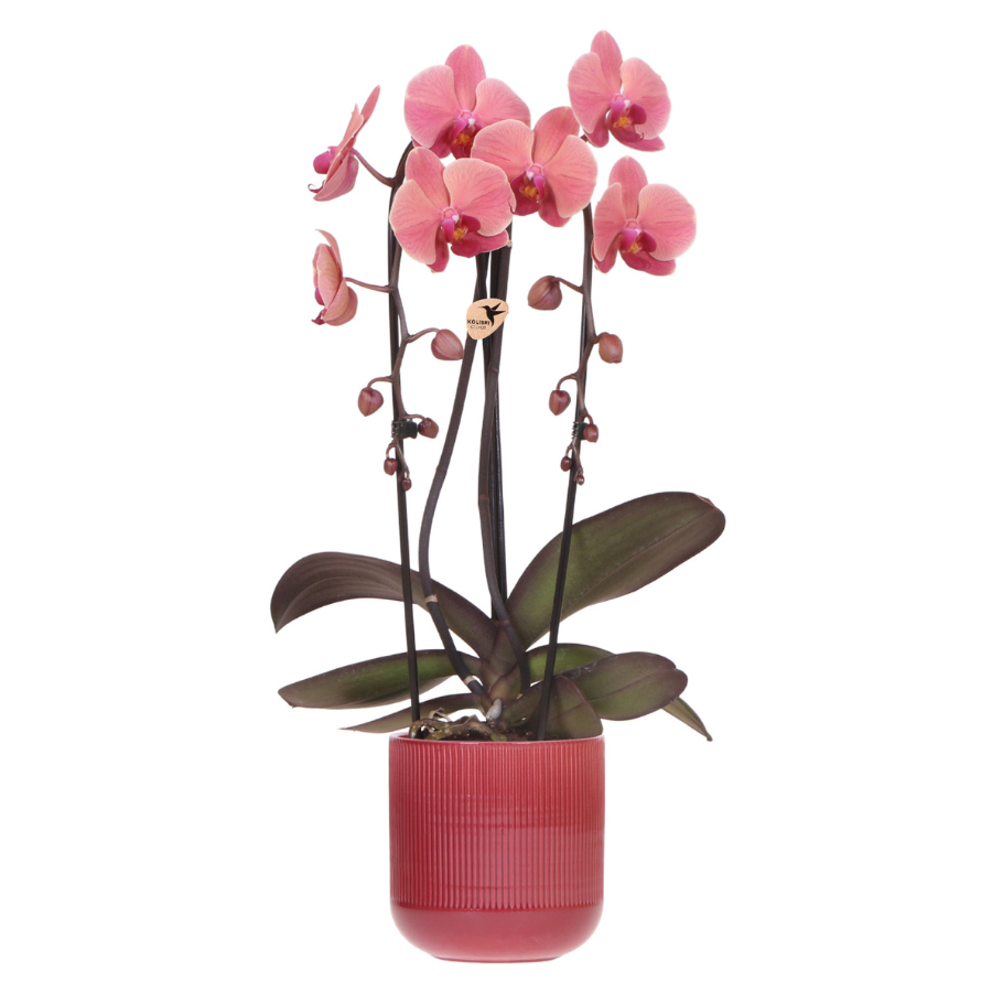 Combo: Narbonne Niagara Falls orchidee (Flare pot rood)