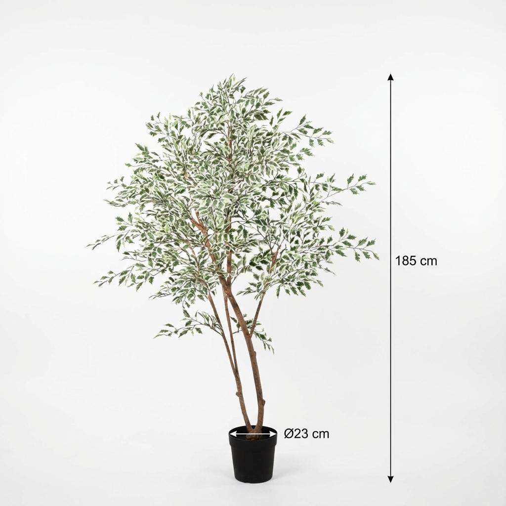 Ficus benjamina variegata