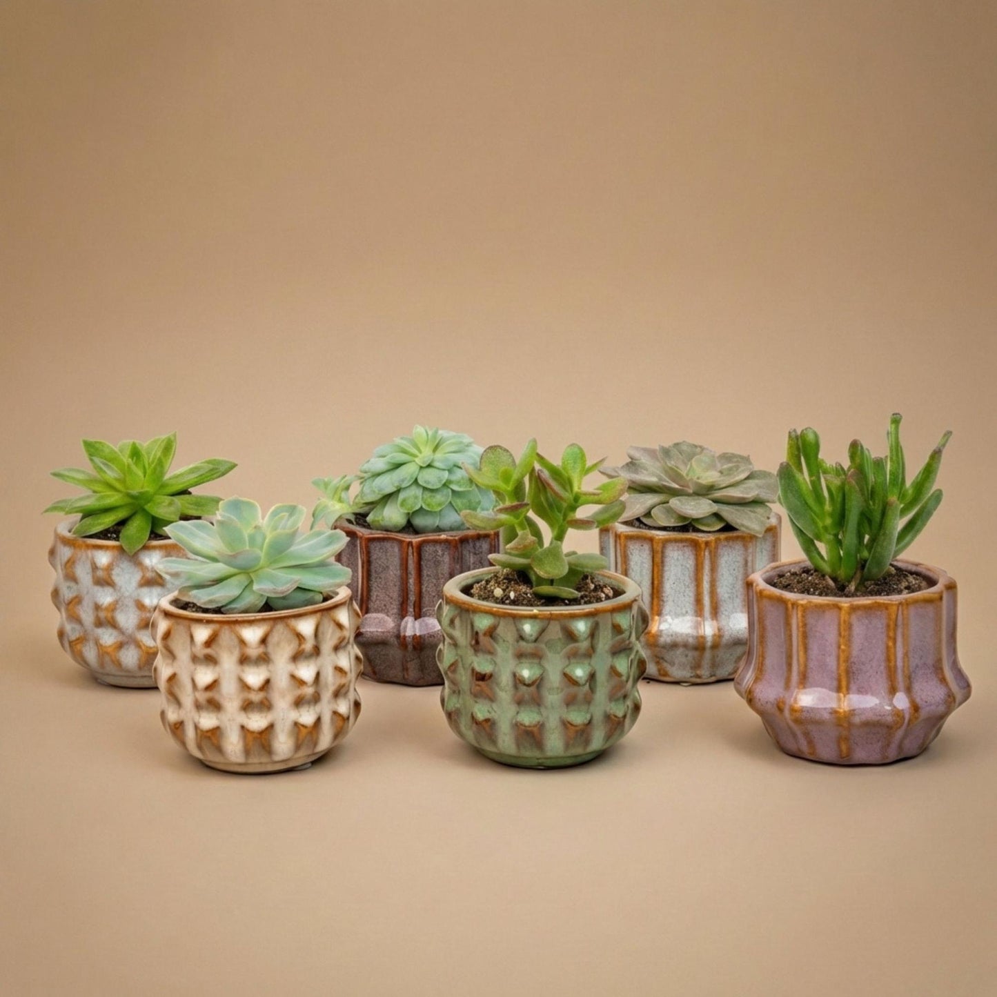 Giftset: Barcelona (6 succulenten)