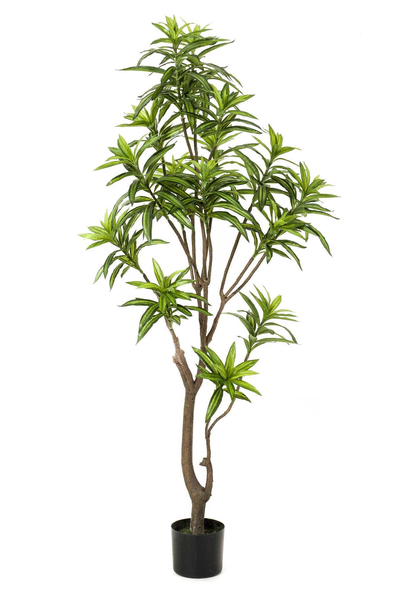 ARTIFICIAL Dracaena - 155 cm