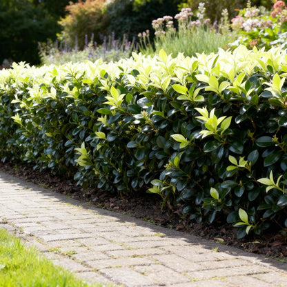 Euonymus japonica Paloma Blanca - Blad Groen en Wit - 8 Planten - 1 Strekkende Meter - Groenblijvend - Pot 9cm Hoogte 30-35cm