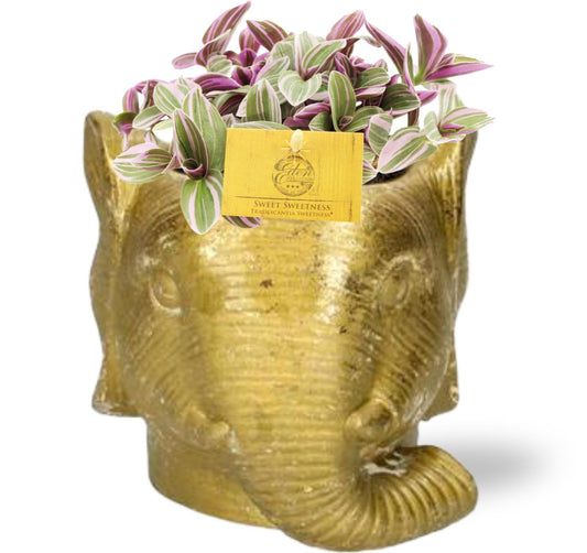 Tradescantia Sweetness - Ø10,5cm - ↕10cm + Gouden Pot Olifant D11/12x10cm