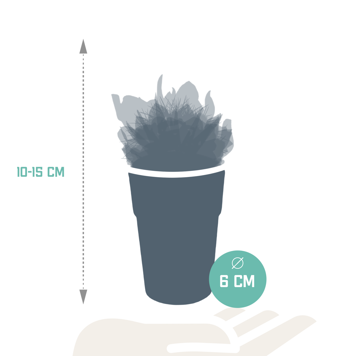 mix: 15 Cacti en vetplanten (plastic potjes)
