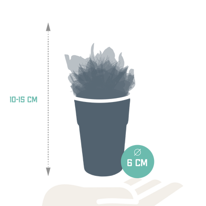 mix: 15 Cacti en vetplanten (plastic potjes)