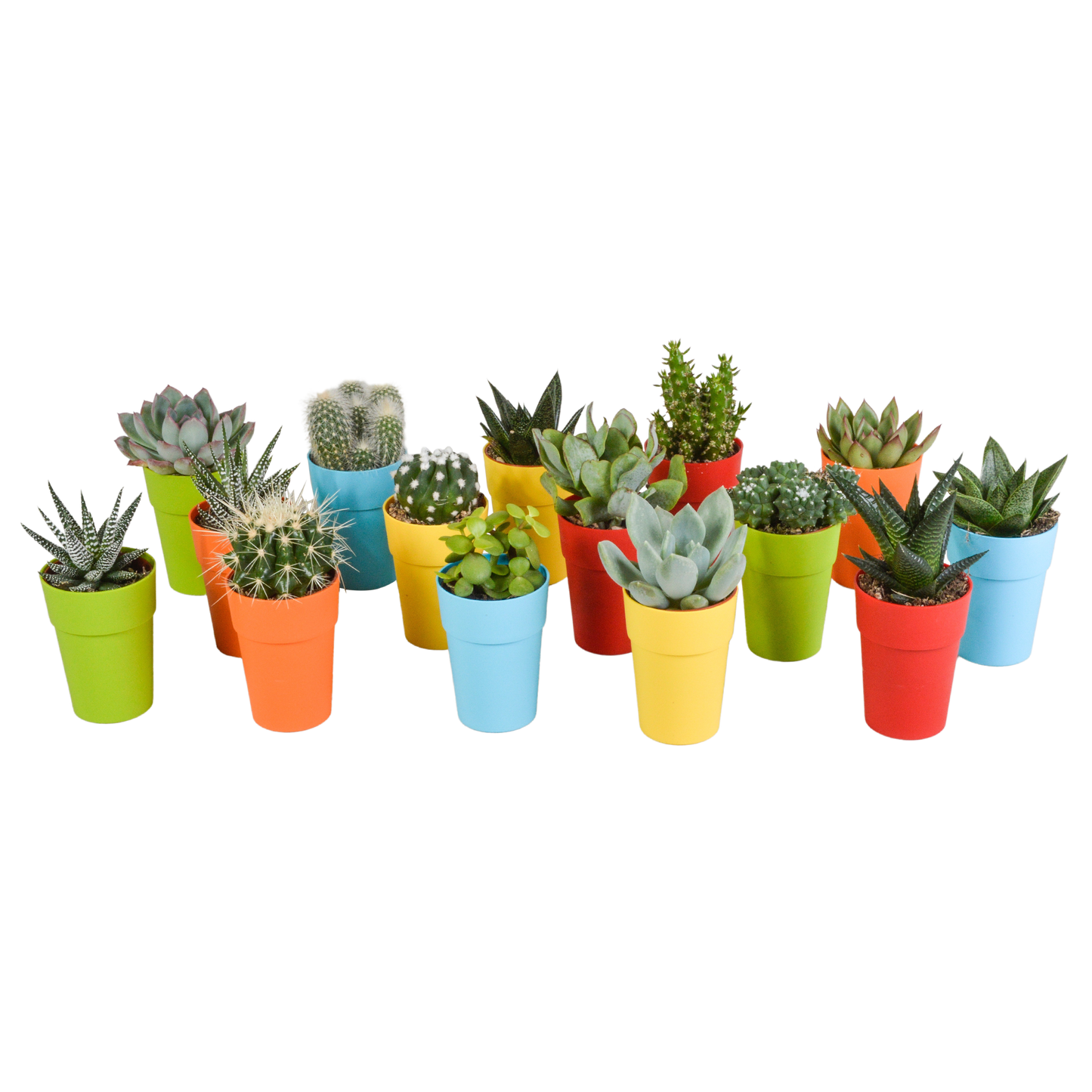 mix: 15 Cacti en vetplanten (plastic potjes)