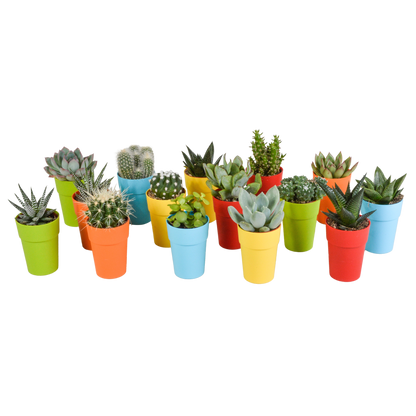 mix: 15 Cacti en vetplanten (plastic potjes)