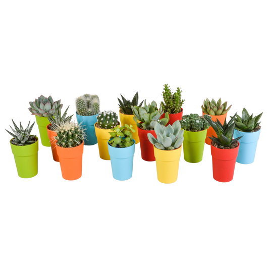 mix: 15 Cacti en vetplanten (plastic potjes)