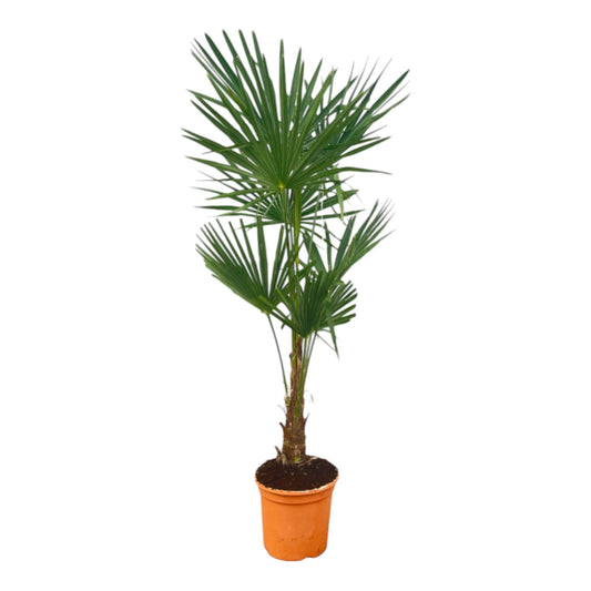 Trachycarpus Fortuneii - 120-160cm - Ø27
