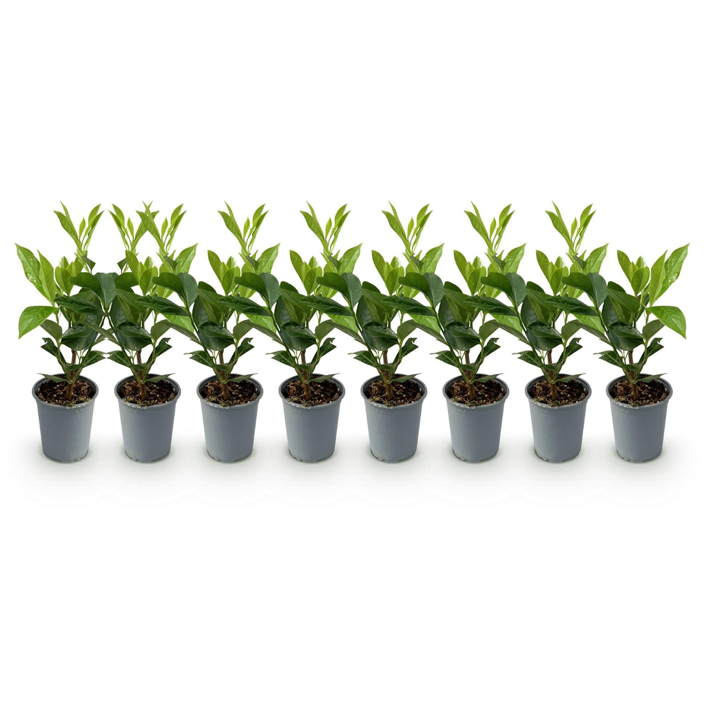 Prunus laurocerasus Caucasica- blad groen - 8 planten - 1 strekkende meter - groenblijvend - pot 9cm hoogte 30-35cm